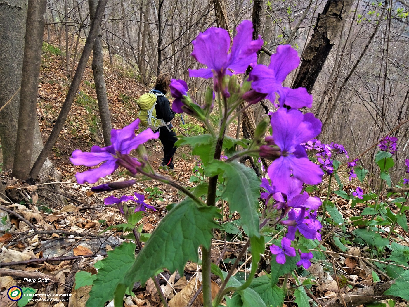 67 Bei fiori di Lunaria annua.JPG